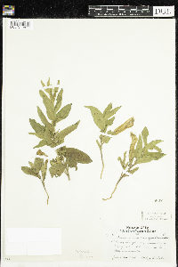 Calystegia spithamaea image