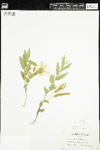 Calystegia spithamaea image