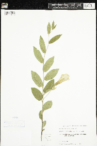 Calystegia spithamaea image