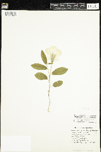 Calystegia spithamaea image