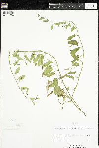 Convolvulus arvensis image