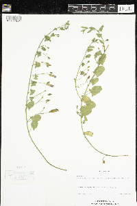 thumbnail image of current specimen