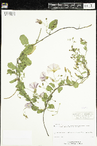 Convolvulus arvensis image