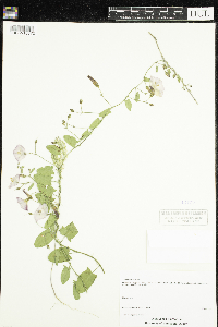 Convolvulus arvensis image