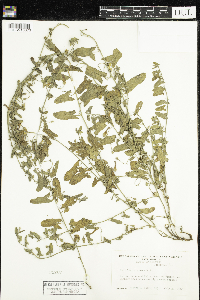Convolvulus arvensis image