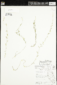Image of Evolvulus sericeus