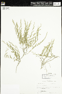 thumbnail image of current specimen