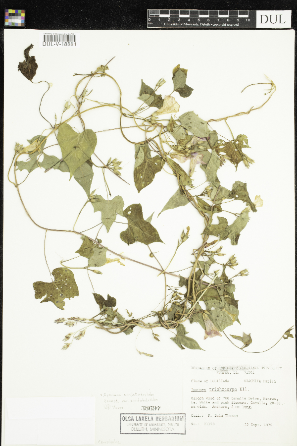Ipomoea cordatotriloba var. cordatotriloba image