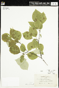 Cornus alternifolia image