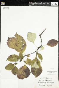 Cornus alternifolia image