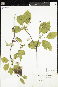 Cornus alternifolia image