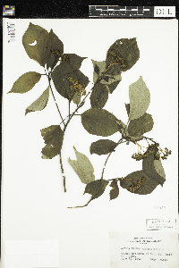 Cornus alternifolia image