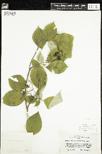 Cornus alternifolia image
