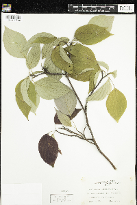 Cornus alternifolia image