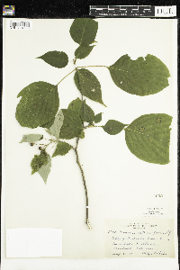 Cornus alternifolia image