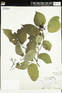 Cornus alternifolia image