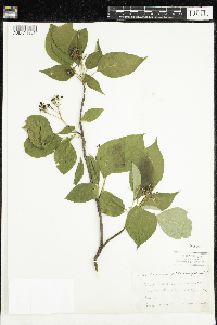 Cornus alternifolia image