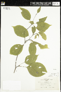 Cornus alternifolia image