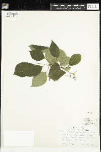 Cornus alternifolia image