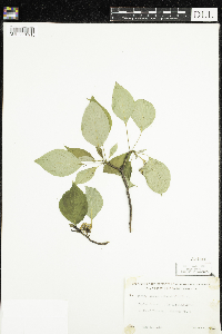 Cornus alternifolia image