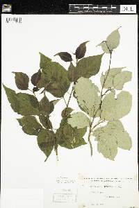 Cornus alternifolia image