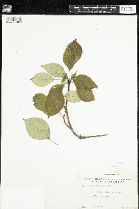 Cornus alternifolia image