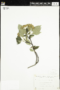Cornus alternifolia image