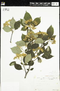 Cornus alternifolia image
