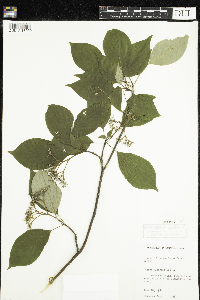 Cornus alternifolia image