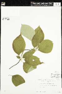 Cornus alternifolia image