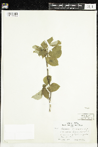 Cornus alternifolia image
