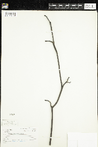 Cornus alternifolia image