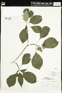 thumbnail image of current specimen