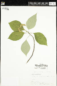Cornus alternifolia image