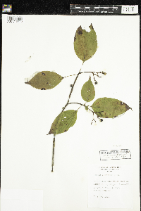 Cornus alternifolia image