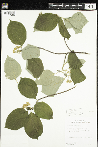 Cornus alternifolia image