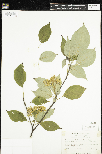 Cornus alternifolia image