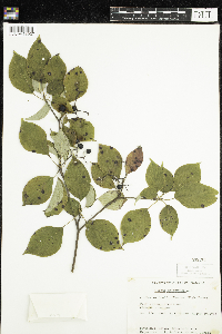 Cornus alternifolia image