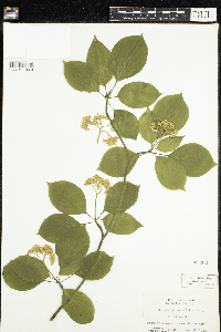 Cornus alternifolia image