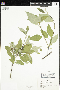 Cornus amomum image