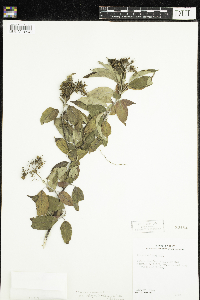 Cornus obliqua image