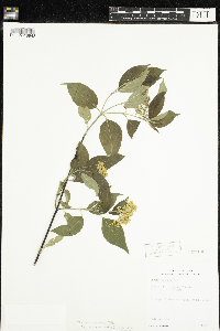 Cornus obliqua image