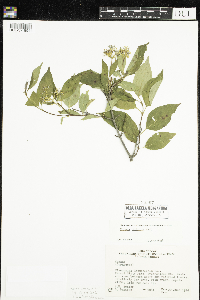 Cornus obliqua image