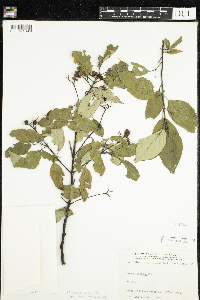 Cornus obliqua image