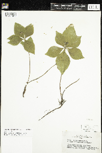 Cornus canadensis image
