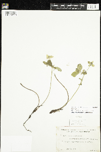 Cornus canadensis image
