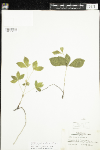 Cornus canadensis image