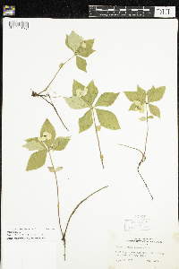 Cornus canadensis image