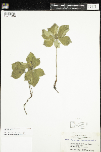 Cornus canadensis image