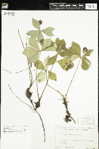 Cornus canadensis image